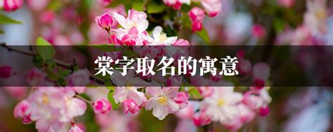 棠名字意思|棠字的含义和寓意